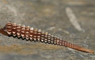 Уникальные улитки, которые гроздями висят в пещерах Кубы (5 фото)