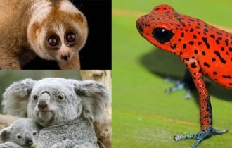 Милые, но опасные: несколько видов животных, которые могут неприятно удивить (15 фото)