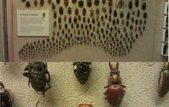 Пестрый мир насекомых (24 фото)