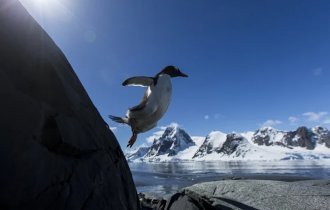 Бронежилет из жира. Почему пингвины безболезненно бьются о скалы, а белые медведи не боятся пуль? (5 фото)