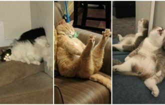Котейки, уснувшие в самых странных позах (45 фото)