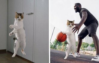 Кот-прыгун стал новым героем фотошоп-битвы (14 фото)