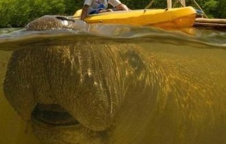 Animals that ruined the frame (13 photos)