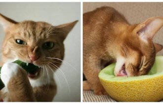 Gourmet cats with unexpected taste habits (17 photos)