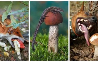 Touching mushroom pickers (27 photos)