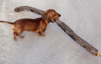 Почему собаки любят палки? (7 фото)