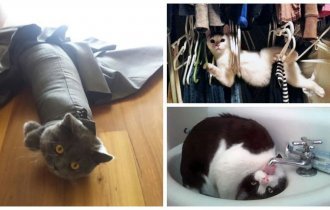 30 котов-идиотов, при виде которых невозможно не смеяться (27 фото + 4 гиф)