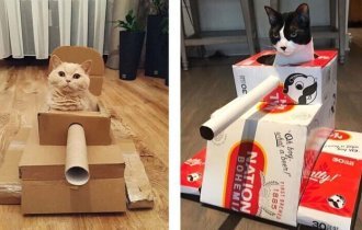 Кот в танке: владельцы домашних животных строят для своих любимцев картонную бронетехнику (16 фото)
