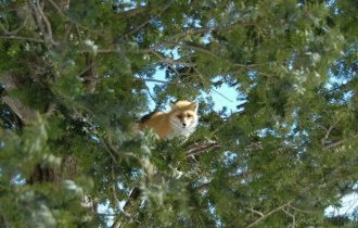 Foxes climb trees in search of easy prey (7 photos)