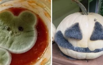 Снимки плесени, которую так и хочется погладить да потискать (17 фото)