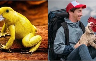 30 фотоманипуляций с животными, которые ломают мозг (31 фото)