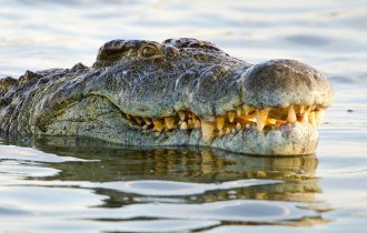 Нильский крокодил: 9 фактов о крупнейшем крокодиле Африки (16 фото)