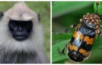 Самые неоднозначные матери животного мира (9 фото)