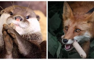 Милые и опасные попрошайки, которым невозможно отказать (13 фото)