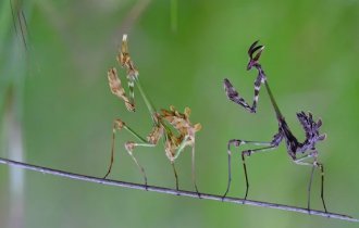 Hornwing Empusa: The females of these mantises refuse to eat their beau! (9 photos)