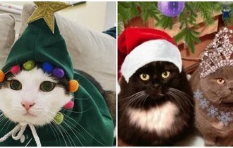 Нарядные котики, которые готовы к встрече Нового года (13 фото)