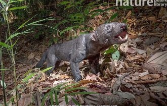 Тайра: «Котопес» насправді. Гавкає, але не собака. Лазає по деревах, але не кішка. Приручається, але не домашня тварина (6 фото)