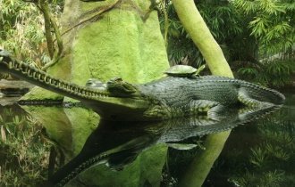 Крокодил, гавиал, кайман (5 фото + 1 видео)