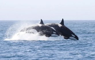 Косатки: кровожадные дельфины, которых воспитывают бабушки (5 фото)