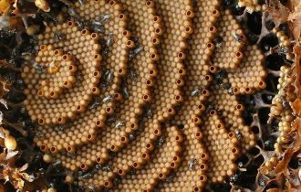 Пчелы из Австралии строят спиральные гнезда (16 фото)