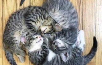 Забавные и милые котейки (20 фото)