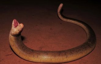 Two-walker: a unique reptile living underground (7 photos)