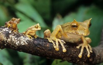 Квакша-трикутка: полює на родичів і носить дітей на спині (8 фото)