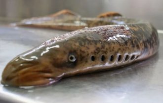 Морские миноги: кто они такие с точки зрения биологии? (11 фото)