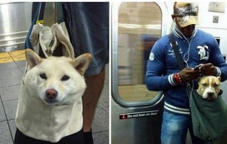 Как хитрые ньюйоркцы обходят запрет на провоз собак в метро (16 фото)