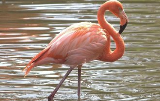 Розовый фламинго и интересные факты о нем (11 фото + 2 видео)