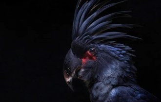 Black cockatoo: An informal from the world of parrots. Dark and gothic. How does he behave in the wild? (10 photos)