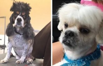 Стрижка не удалась: животные, у которых был неудачный поход к грумеру (17 фото)