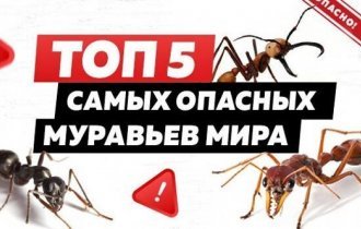 ТОП-5 самых опасных муравьев на планете (6 фото)
