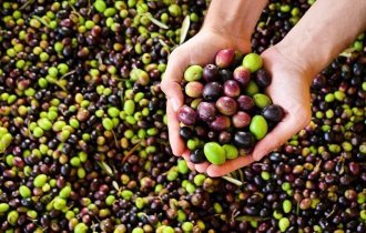 Интересные факты об оливках (2 фото)