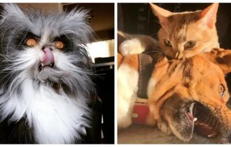 The cat is not only cute, but also sweaty (21 photos)