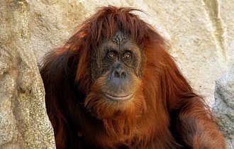10 интересных фактов об интеллекте лесных обезьян (16 фото)