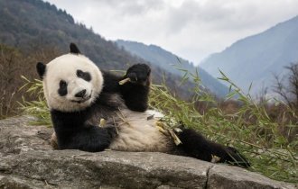 Панда: Почему они добрые и ленятся размножаться, ведь это противоречит всем законам природы (13 фото + 1 видео)
