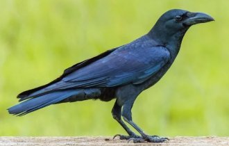 How does a raven differ from a crow (11 photos)