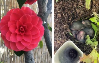 35 интересных фото из онлайн-сообщества для садоводов (36 фото)