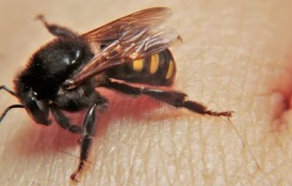 Four-banded melipons: These bees do not have a sting, but in every hive there is an angry and very demanding bouncer at the entrance (8 photos)