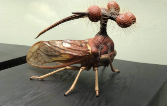Бразильская горбатка: Шизофренические формы южных насекомых. Зачем им макет солнечной системы на голове? (10 фото)