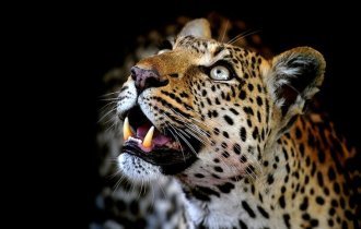 Леопарды из Ботсваны (18 фото)