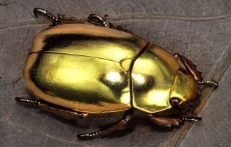 Как золотые жуки помогают физикам (9 фото)