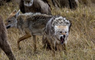 Golden wolf: a real werewolf (7 photos)