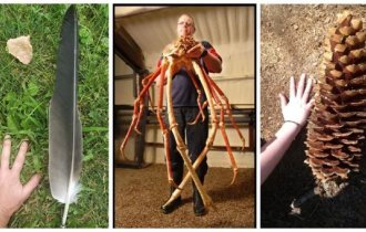 18 сравнительных размеров, о которых вы и не догадывались (18 фото)