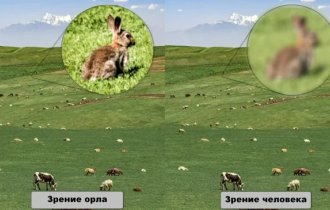 Что же такого в орлиных глазах, что делает их лучшими среди всех животных? (4 фото + 1 видео)