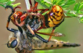 Гигантский ктырь: Элита боевой авиации среди насекомых. Охотник на шершней и ос (7 фото)