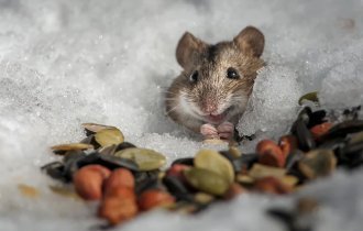 Preparing some species of animals for winter (7 photos)