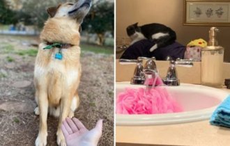 15 беспардонных питомцев, чья наглость балансирует просто на грани (16 фото)