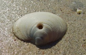 Кто просверлил дырки в раковинах? (7 фото + 2 видео)